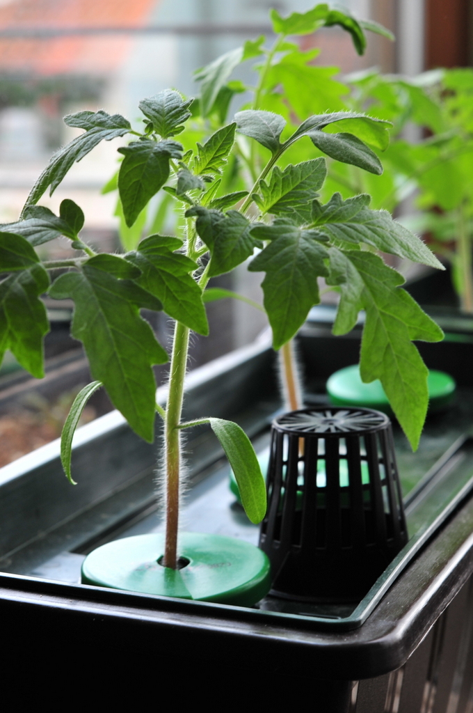 Hydroponic Tomatoes grown using the Kratky Method in a ...